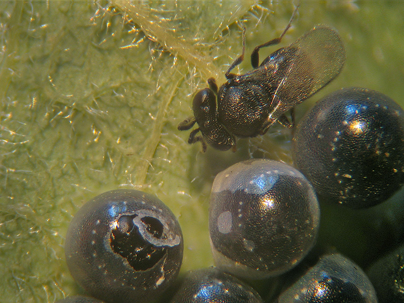 Parassitoidi in uova di Eterotteri